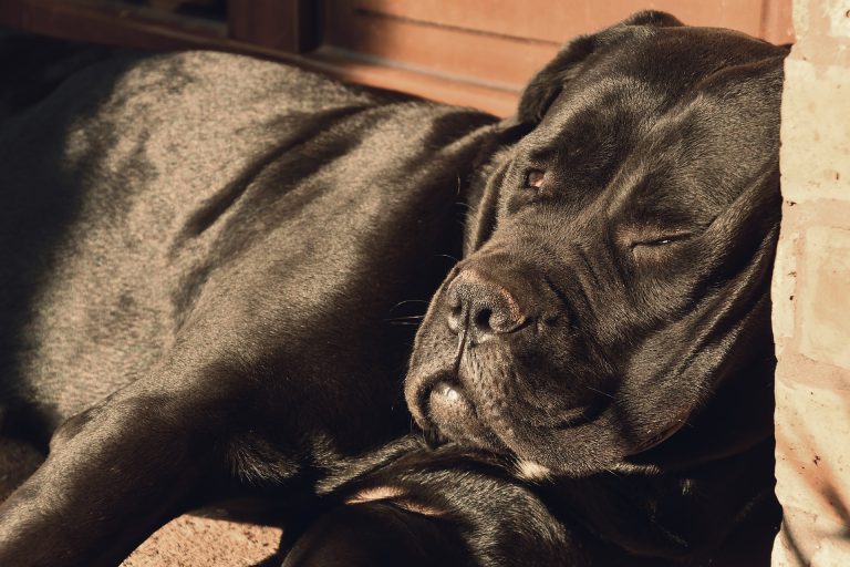 Első lépések a cane corso kutyához