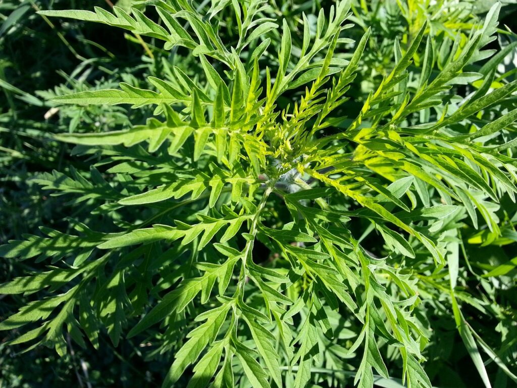 allergia_pic2